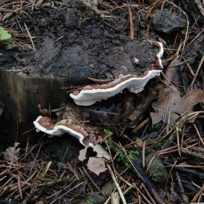 Gemeiner Wurzelschwamm (Heterobasidion annosum) - © Michaela und Gernot Friebes Gemeiner Wurzelschwamm (Heterobasidion annosum) - © Michaela und Gernot Friebes